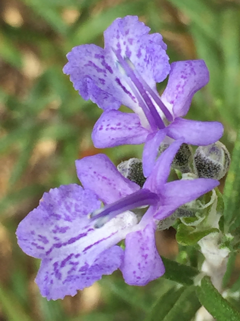 ローズマリーフリムリーブルーの花が咲いた Plus 珍種 紫と白の左右ハーフ 花の匂い