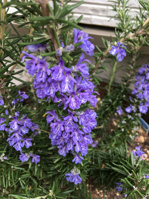 ローズマリーマリンブルーとディープブルー 濃紫花の代表種2種 花の匂い