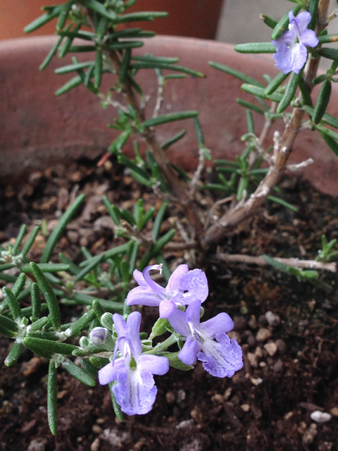 ローズマリー ウッド と ローズマリー カプリ と ローズマリー モーツァルトブルー 青花3種 花の匂い